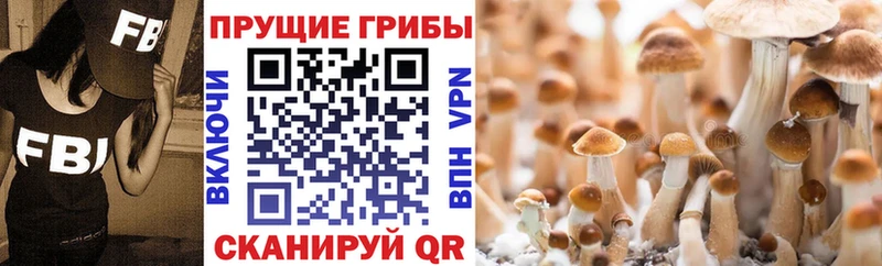 Псилоцибиновые грибы GOLDEN TEACHER купить наркоту darknet телеграм Лосино-Петровский